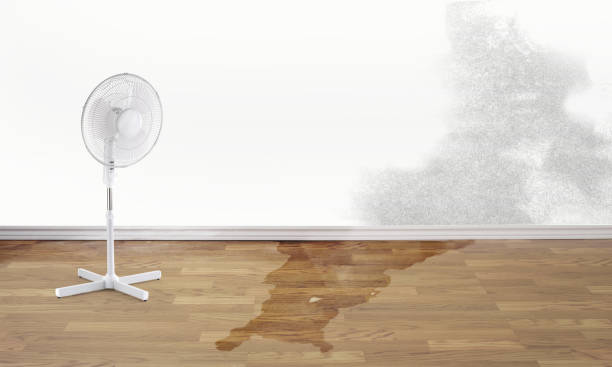 Best Professional water damage repair  in Delhi Hills, OH